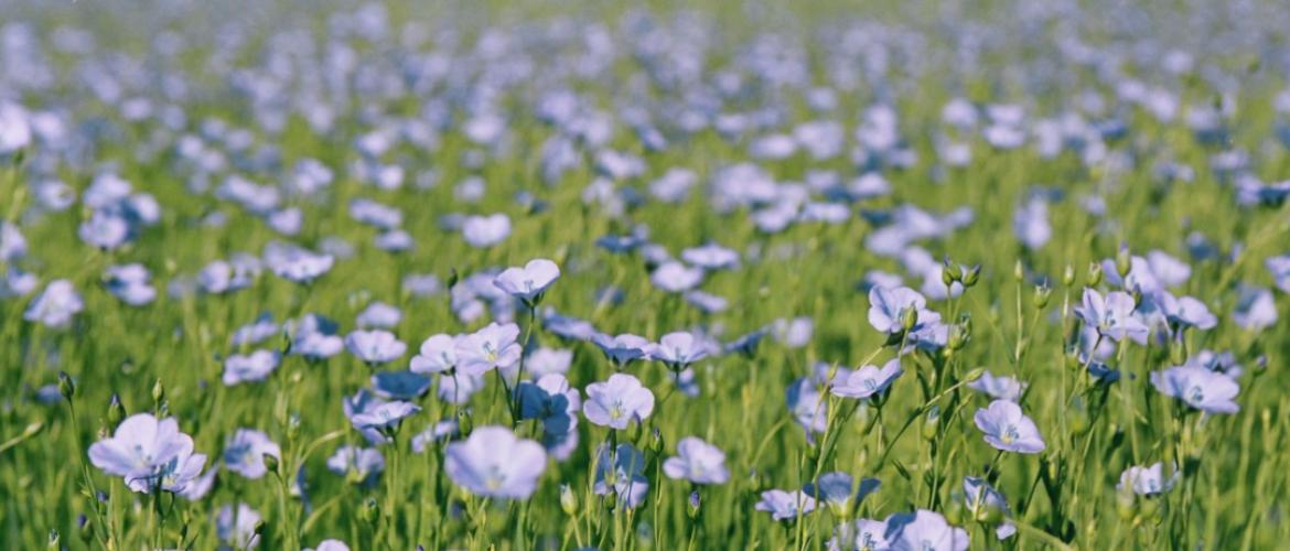 Le lin est une des plus anciennes plantes domestiquées par l'Homme, au néolithique...