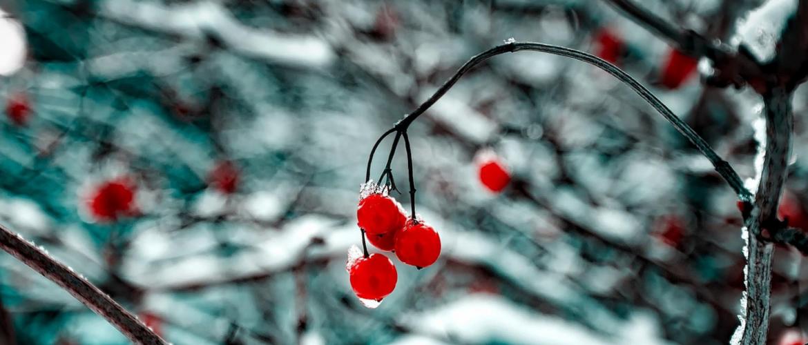 © Pixabay