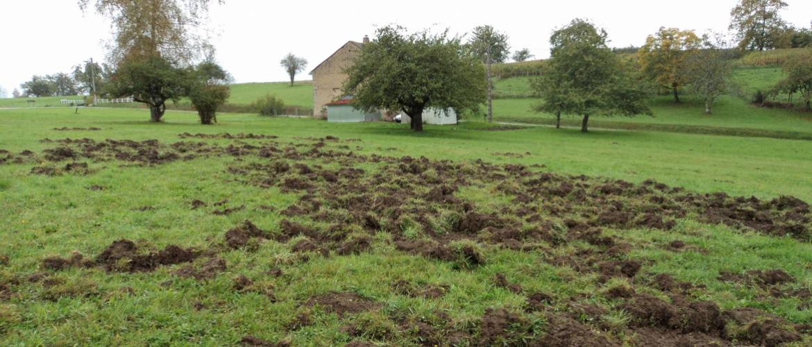 Désormais, un outil développé par la fédération nationale de la chasse (FNC) permet aux agriculteurs de télédéclarer les dégâts de grand gibier. Crédit photo : HSA