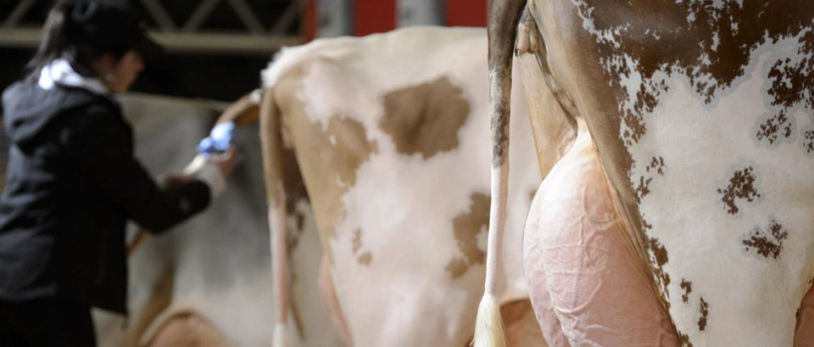 Les animaux contaminés par la dermatose nodulaire restent longtemps contagieux.