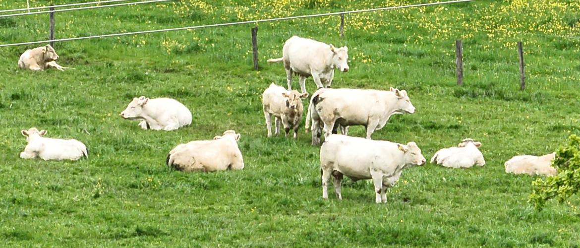 L'usage du drône pour la surveillance du bétail est étudié de près à la Ferme de Jalogny. Crédit photo : Fabien Deschizeaux