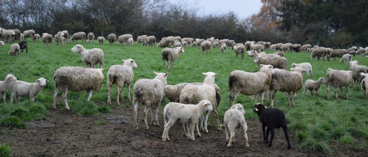 n hiver, lorsque les bovins sont en bâtiments, les moutons permettent de valoriser une herbe très feuillue dont la valeur alimentaire est proche de celle d’un concentré. Crédit photo : Marc Labille