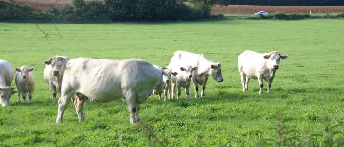 Dans l’élevage viande, de nombreuses pistes de rationalisation du pâturage et d’amélioration de la conduite du troupeau méritent d’être explorées pour gagner en autonomie. Crédit photo : A.Coronel/Terroir Est