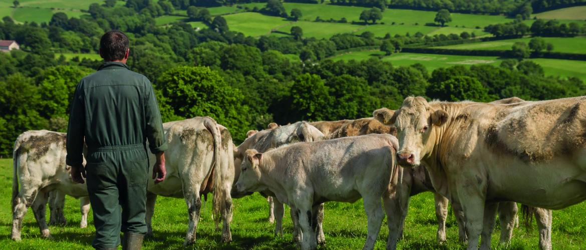 L'élevage constitue le socle de la filière viande en Bourgogne Franche-Comté, qui représente aujourd'hui 16 500 emplois dans la région.