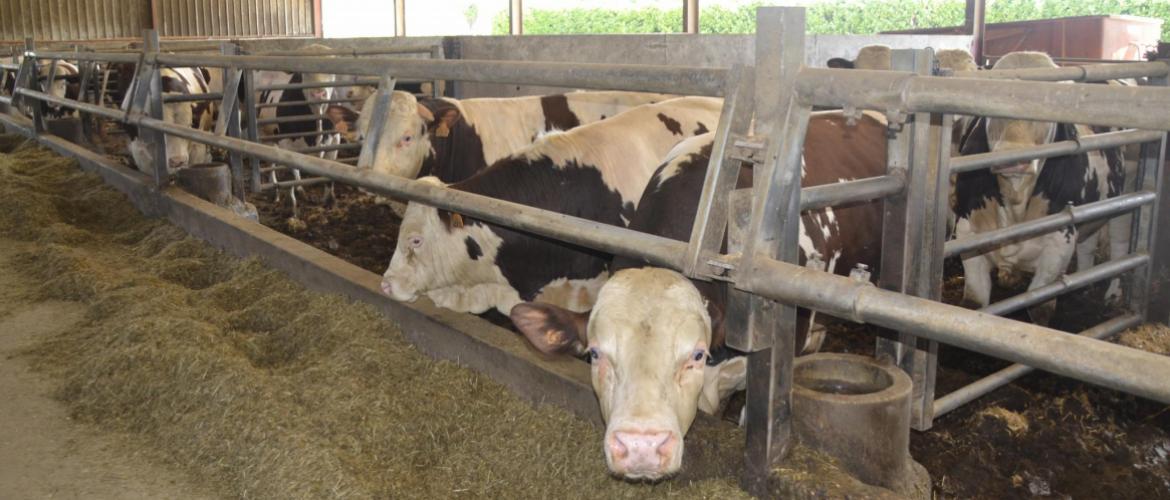 L’instabilité des cours de la viande a été identifiée comme un frein structuration d’une filière régionale d’engraissement. Crédit photo : Alexandre Coronel