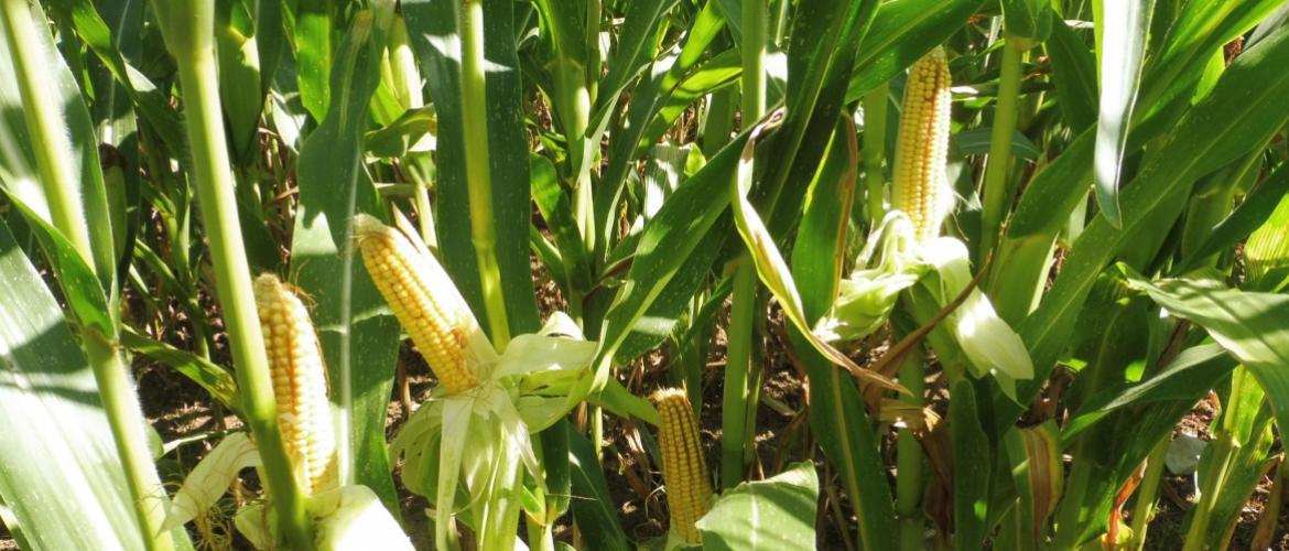 La Chambre d'agriculture propose de mesurer les taux de matière sèche de vos échantillons de maïs à ensiler. Crédit photo : CA70