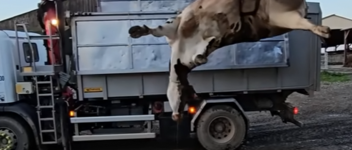 La collecte des cadavres des animaux de rente est très encadrée par l'Etat.
