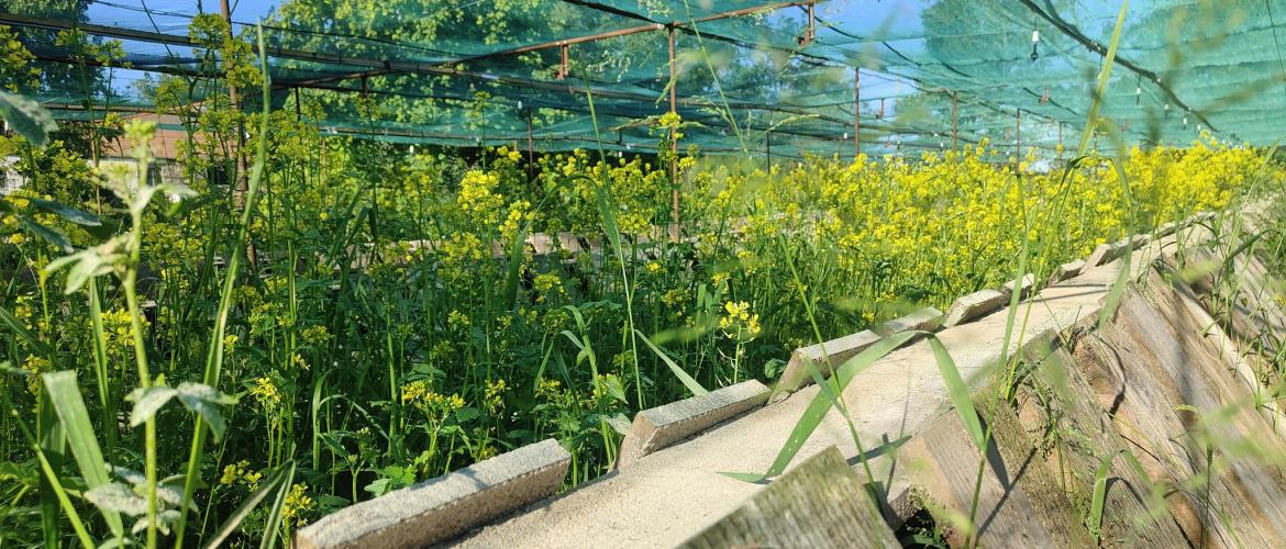 Les escargots du moulin à Choye, ouvriront leurs portes le 3 août prochain.