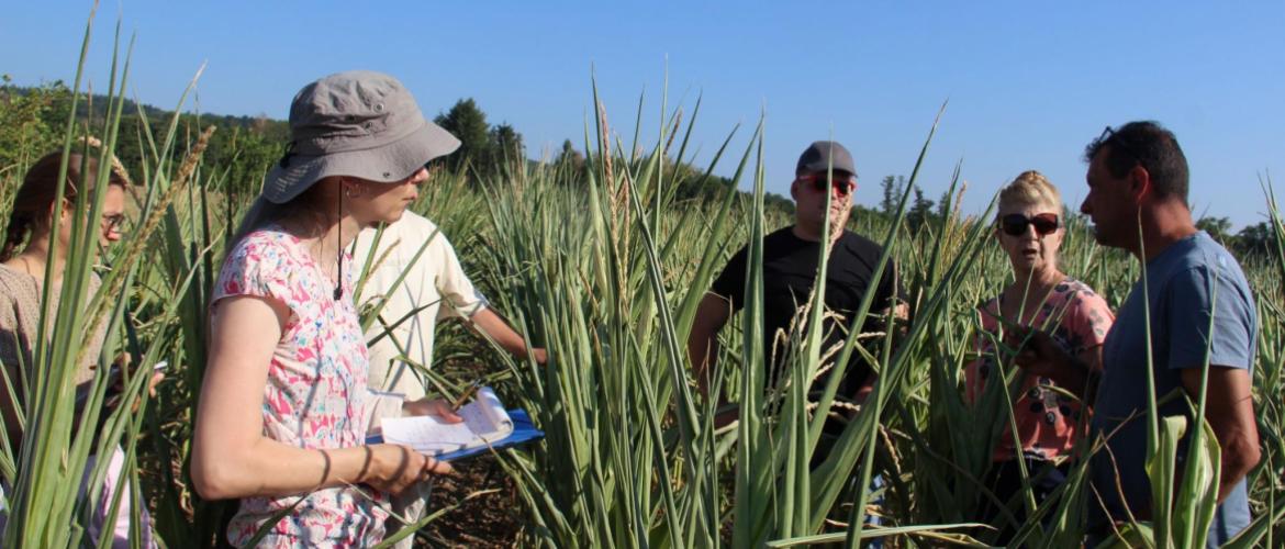 Le 29 juillet, une équipe de la DDT a sillonné le département pour prendre la mesure des conséquences du déficit hydrique sur les cultures de maïs fourrage. Crédit photo : A.Coronel