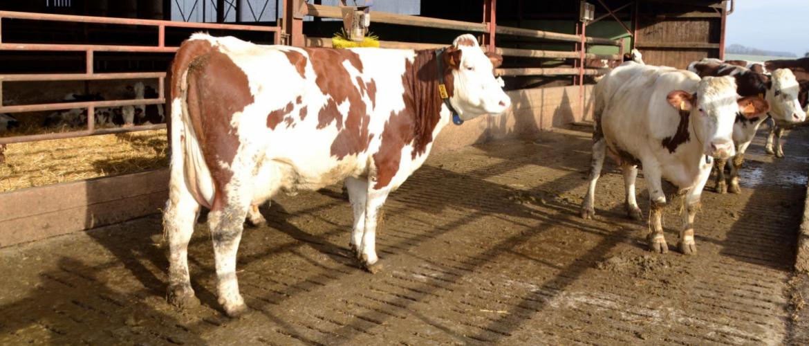 Le Gaec du Bas du Champs est une exploitation de polyculture-élevage de plaine, qui produit du lait et de la viande. Crédit photo : A.Coronel
