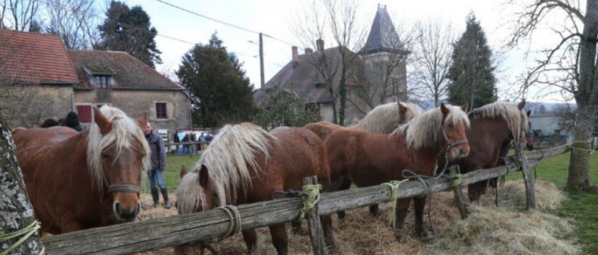 Le Syndicat des éleveurs de chevaux comtois présentera une exposition d'une dizaine de chevaux comtois et organise une dégustation de viande de cheval lors de la foire de Grammont.