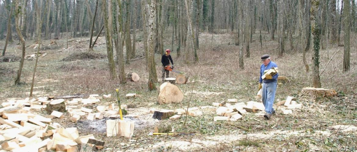 La coopérative forestière intervient le conseil forestier jusqu’à la vente de bois en passant par les opérations de reboisement, d’entretien et d’exploitation forestière. Crédit photo : A.Coronel