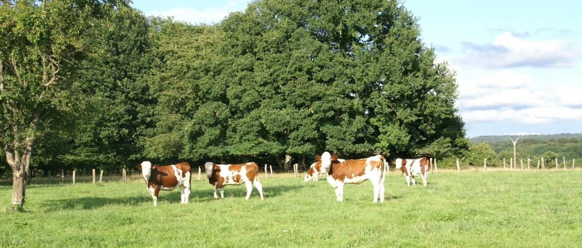 Il va falloir apprendre à vivre avec la pression des maladies vectorielles d'origine tropicale, c'est la rançon de la mondialisation. Crédit photo : A.Coronel