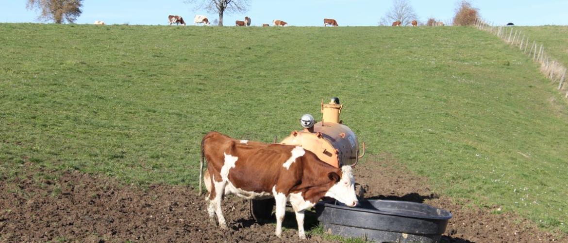 En zone réglementée DNC, le pourcentage de bovins vaccinés a dépassé les 85% cette semaine. Crédit photo : AC