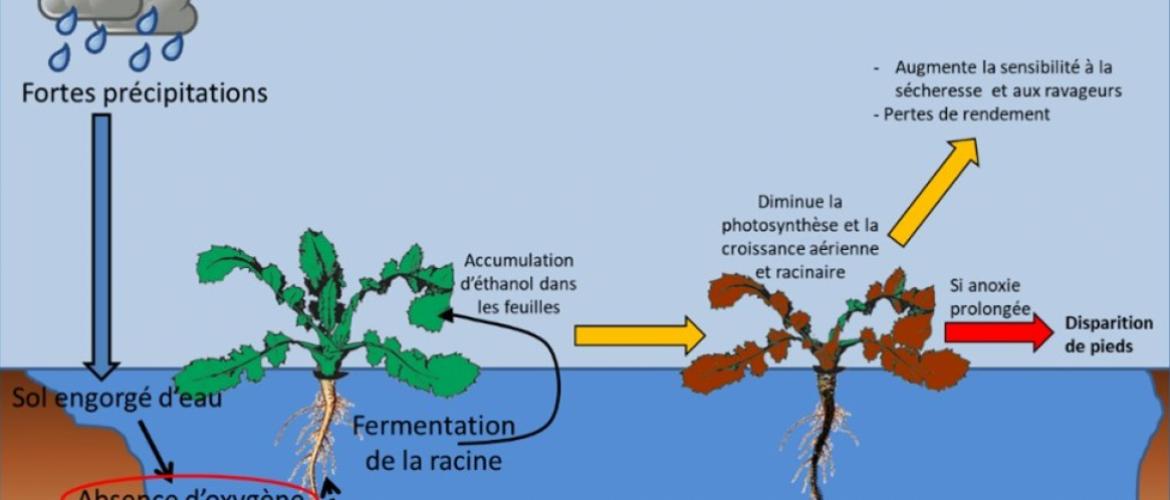 les situations d’hydromorphie importante (hypoxie totale = ennoiement) impactent fortement la photosynthèse. Illustration : Terres innovia