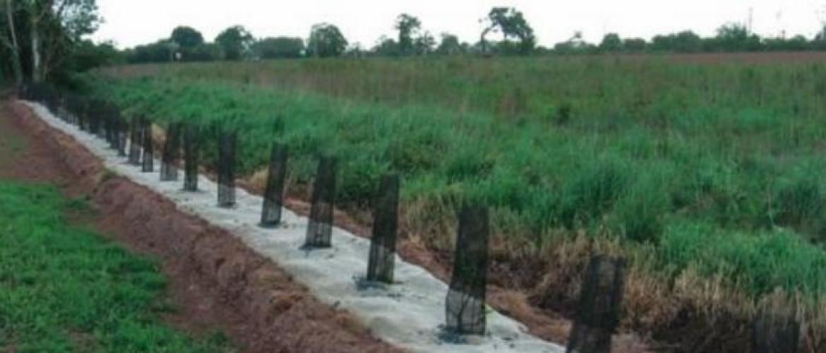 Une haie champêtre récemment plantée, avec des jeunes plants protégés par des gaines biodégradables et un feutre de paillage biodégradable qui limitera la concurrence adventice pendant la phase d’installation.