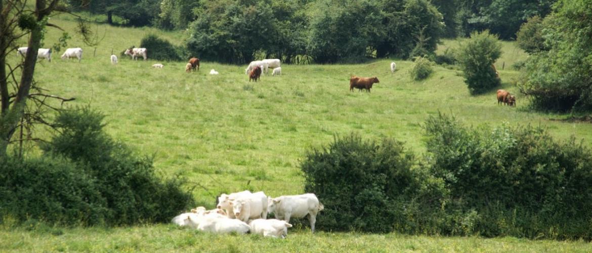 Formation, conseil, appui administratif, organisation de chantiers collectifs… les missions du GIEE Prairies DOR sont variées, comme les paysages de la zone de polyculture-élevage où il déploie ses activités. Crédit photo : A.Coronel