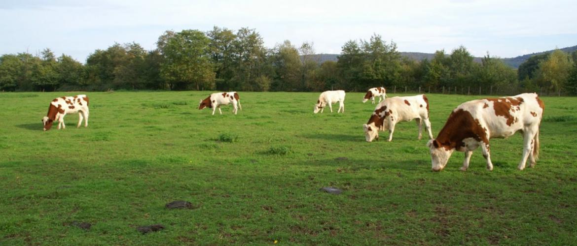 A condition de respecter certaines précautions, le pâturage automnal est intéressant sur le plan zootechnique et économique. Crédit photo : A.Coronel