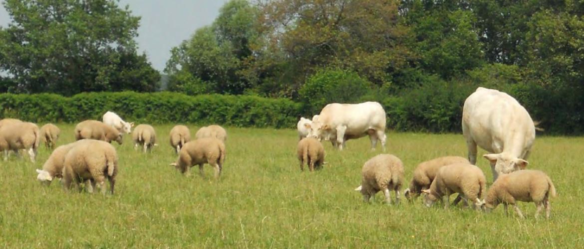 Le pâturage mixte ovins-bovins offre des avantages, mais nécessite des clôtures adaptées aux deux espèces.