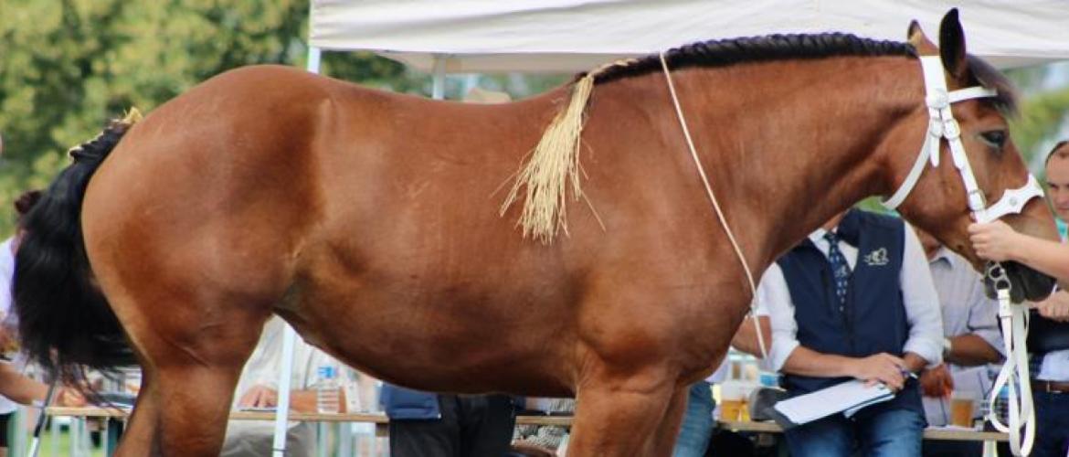 La cavale comtoise réunit chaque été les amoureux du cheval comtois à Jussey.