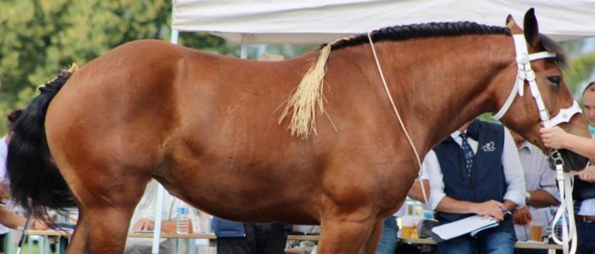 Le syndicat des éleveurs de chevaux de trait participe à de nombreuses manifestations tout au long de l'année.