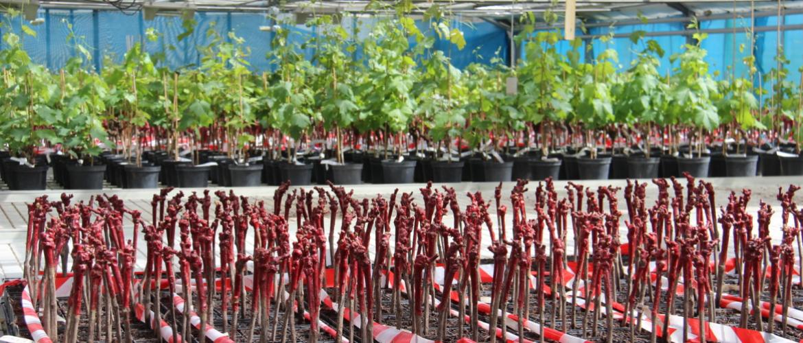 A Charcenne, les pépinières Guillaume produisent des pieds de vigne exportés dans le monde entier. Crédit photo : Louis de Dinechin