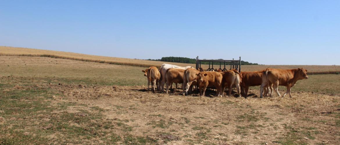 A l'Earl Faivre, les éleveurs affouragent depuis plusieurs jours les animaux en pâture, la pousse de l'herbe étant désormais insuffisante. Crédit photo : A.Coronel