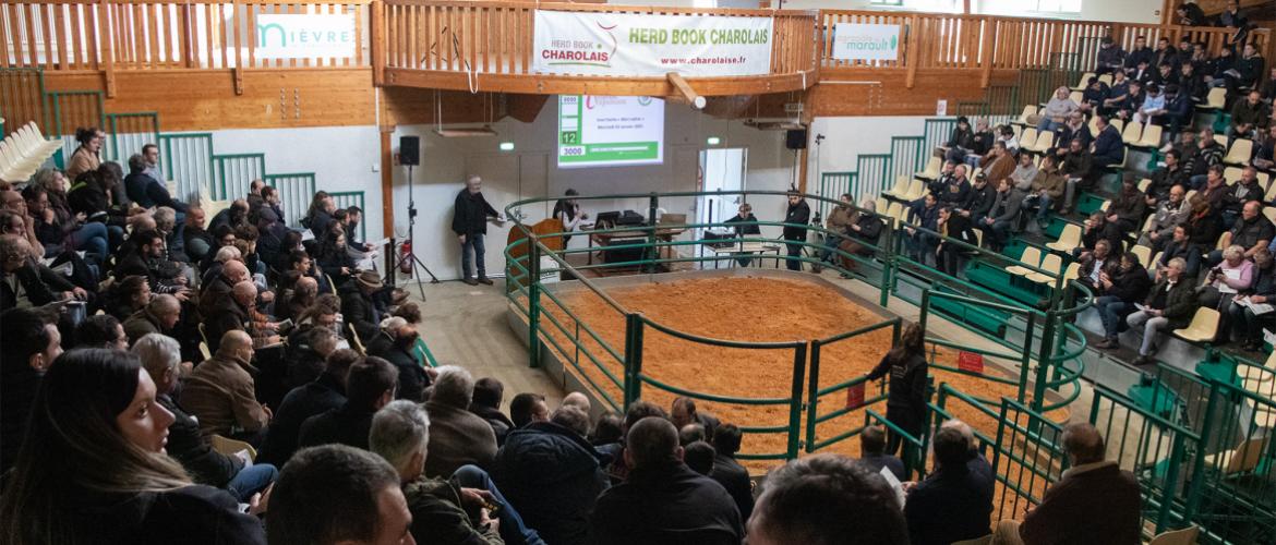 Avec l’Inno’Vente Bien Naître, le Herd Book Charolais a voulu faire évoluer sa vente de station vers un modèle plus économe avec des critères de sélection allégés pour une offre plus diversifiée. Crédit photo : Marc Labille