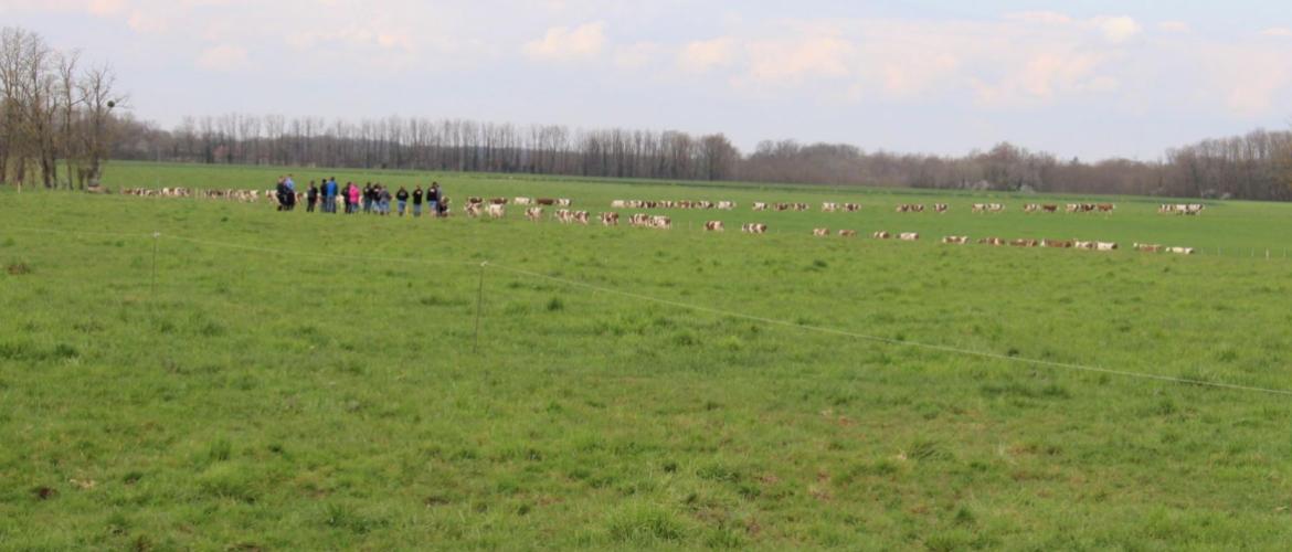 Une soixantaine de personnes ont participé à la journée technique organisée par le groupe herbe, le 25 mars dernier à Cosges dans le Jura. Crédit photo : A.Coronel