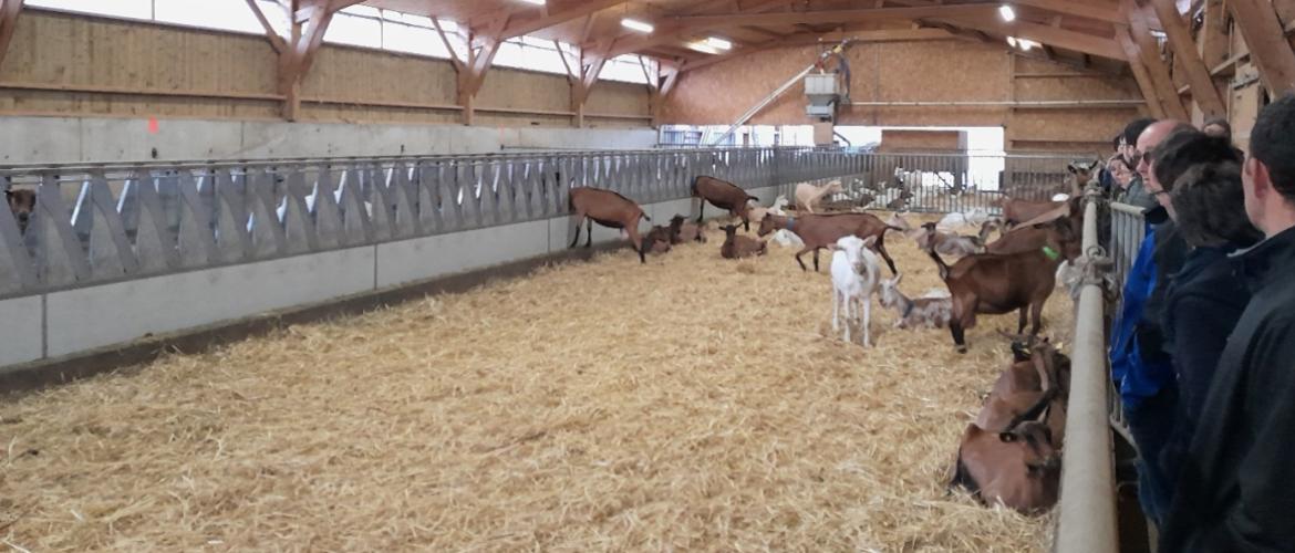 Le bien-être animal ressort comme un paramètre essentiel dans la maîtrise de la qualité sanitaire du lait des chèvres. Crédit photo :Lucie Legroux