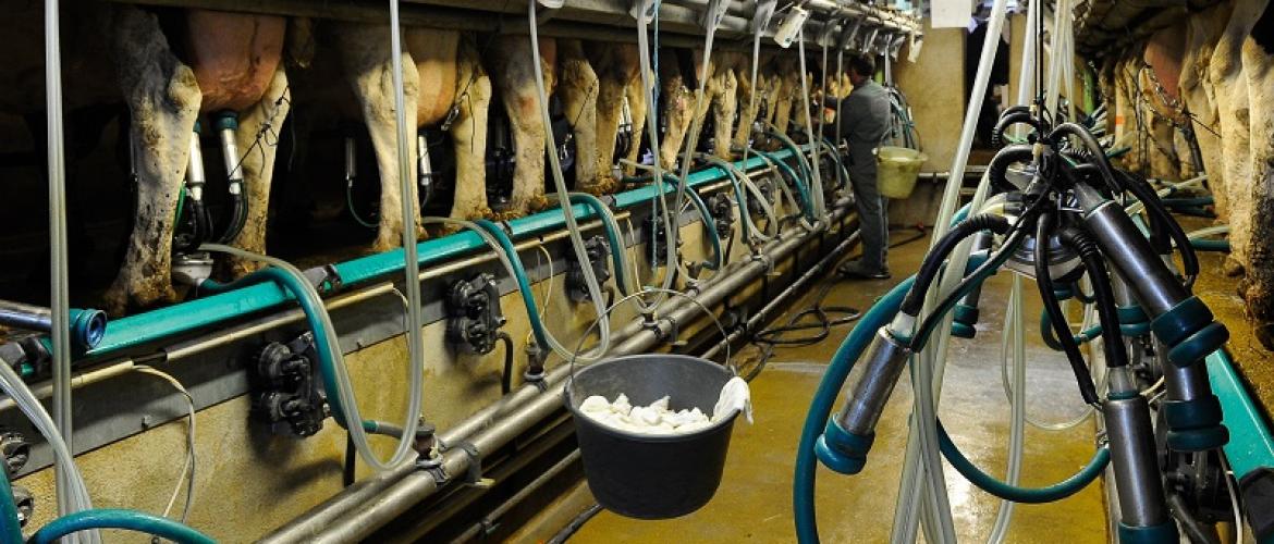 En 2022 en lait standard la hausse du prix payé a permis de compenser l’inflation des intrants. Crédit photo : Alexandre Coronel