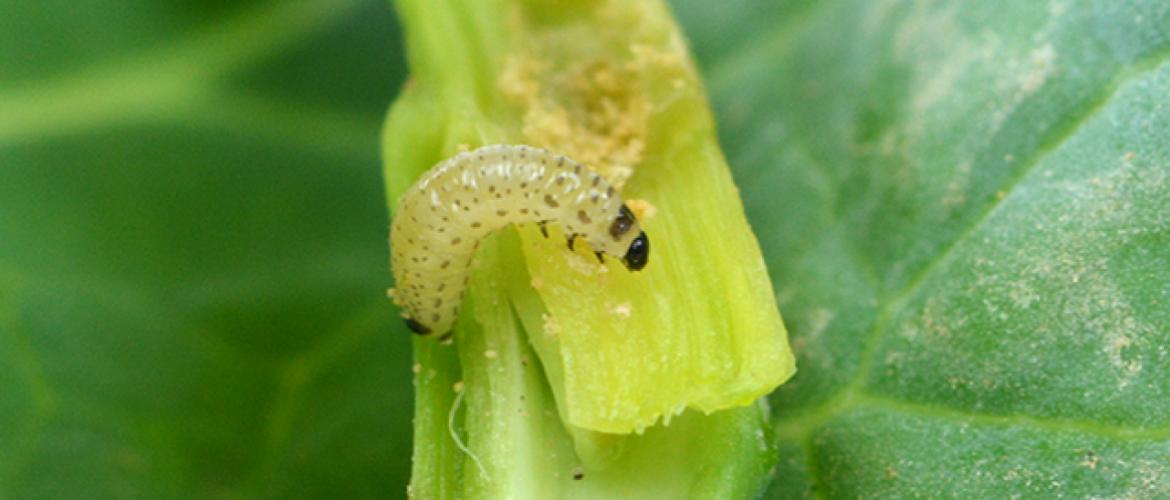 En cas de risque agronomique identifié, le seuil d’intervention est de 3 larves de grosses altises par pied. Photo : L. Jung/Terres inovia