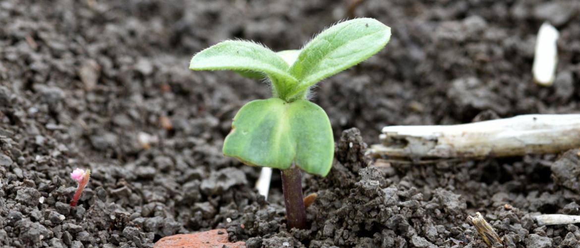 Bien enraciné, le tournesol est capable de mobiliser facilement l’azote minéral du sol pour couvrir une grande partie de ses besoins. 