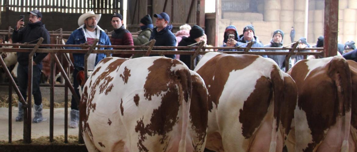 Au Gaec Normand, les visiteurs du monde entier invités par Coopex sont venus admirer les plus belles montbéliardes du troupeau. Crédit photo : A.Coronel