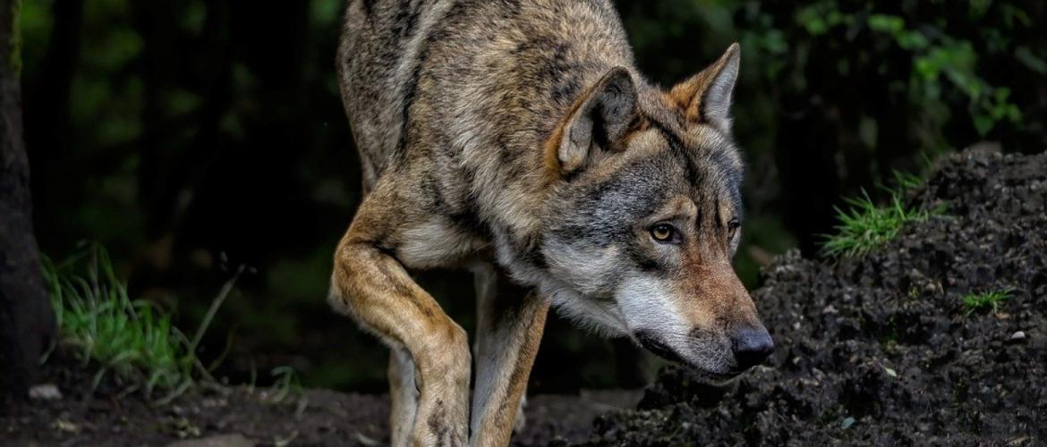 Au cours des dernières semaines, plusieurs attaques de loup ont été répertoriées dans le Haut-Doubs. Celle-ci dans le secteur de Grammont est inédite en termes de gabarit des bovins pris pour cible.