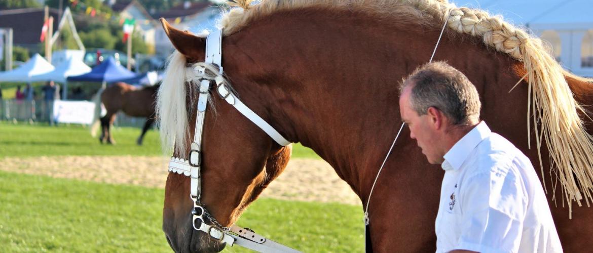 Le concours national du cheval de trait comtois a lieu aujourd'hui et demain à Maîche. crédit photo : Mathilde Aili