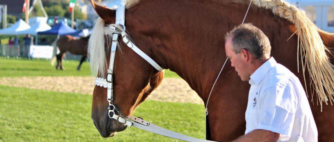 Le concours national de Maiche est un évènement très attendu dans le monde du cheval comtois. Crédit photo : TCN