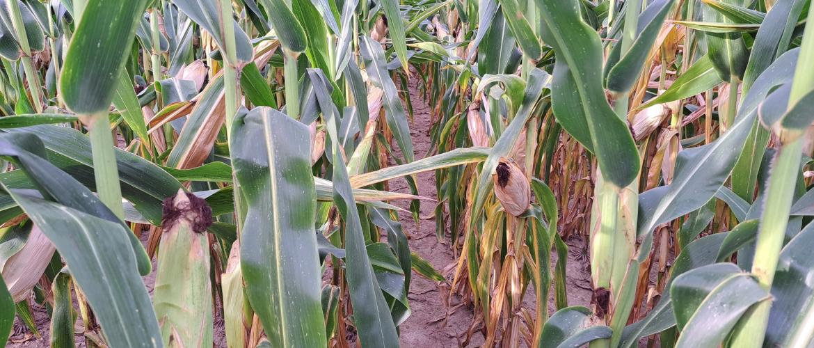 La chaleur de ce début septembre accélère l’élévation des teneurs en matière sèche des maïs. Crédit photo : Emeric Courbet