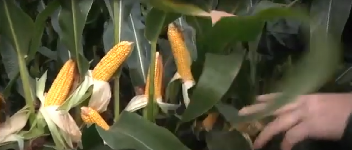 L'observation du grain permet d'avoir une estimation du taux de matière sèche de la plante entière. Crédit photo : Arvalis-Institut du végétal.