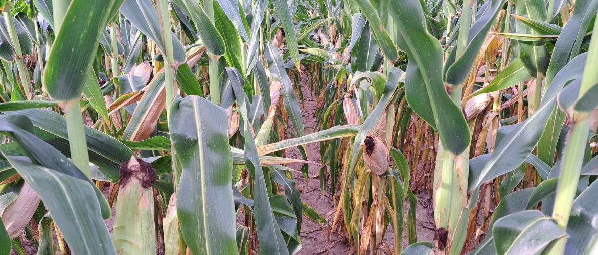 Les conditions climatiques de la campagne 2023 ont permis de renouer avec de beaux rendements en maïs grain.