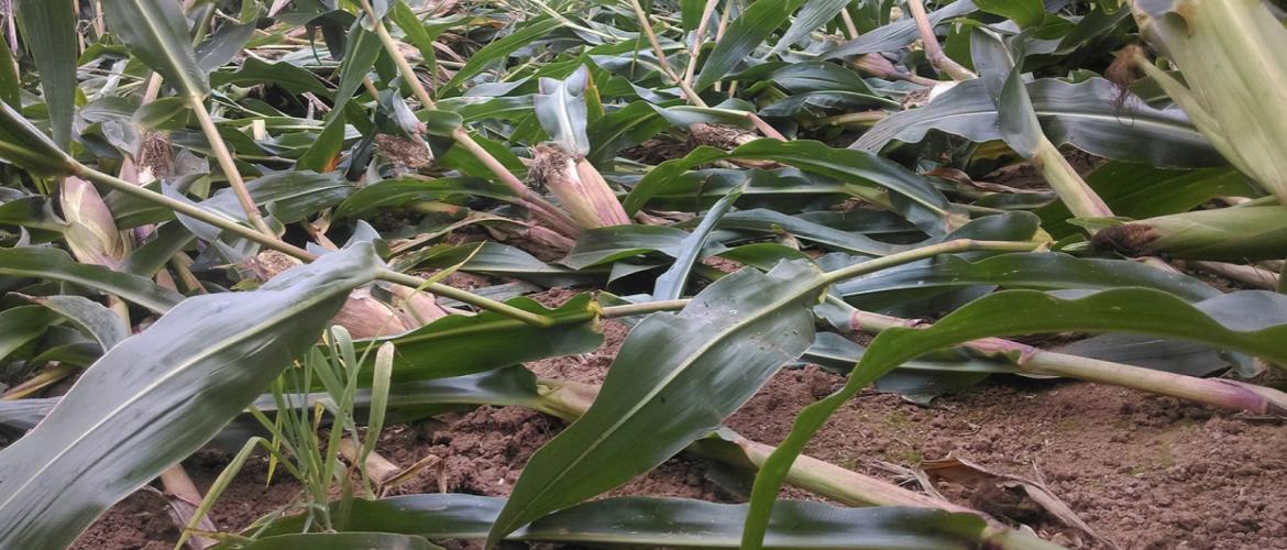 L'arrivée irrégulière des plants dans le rotor est aussi un facteur à prendre en compte, lors de la récolte des parcelles versées. Crédit photo : Arvalis