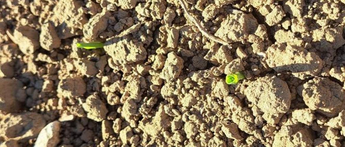 Au 20 avril, environ 50% des semis de mais ont été réalisé, bénéficiant de condition météorologique exceptionnelles. Crédit photo : E.Courbet/CA70