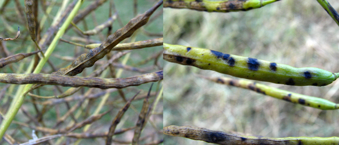 à gauche mycosphaerella​​​​​​​  à droite : alternaria (photos l.jung-Terres Inovia)