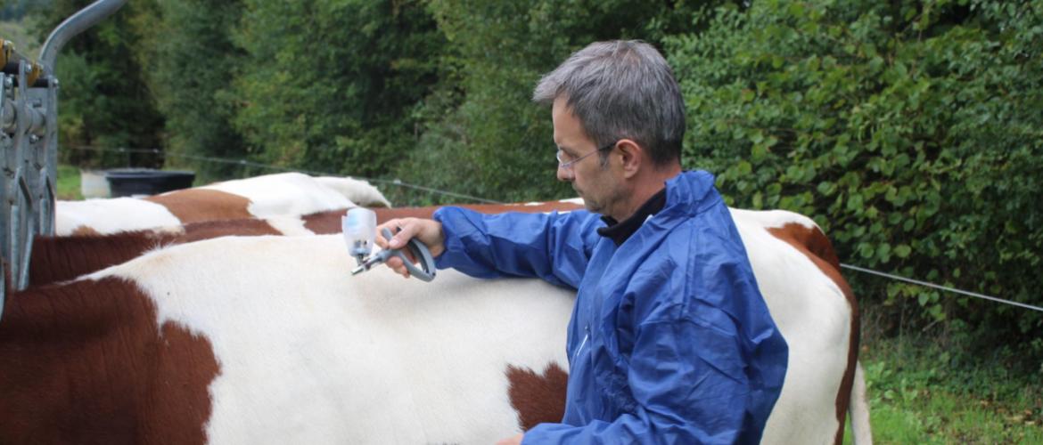 Quand la contention est au point, quelques secondes suffisent pour réaliser la vaccination de chaque animal. Crédit photo : Sébastien Closa/JAR