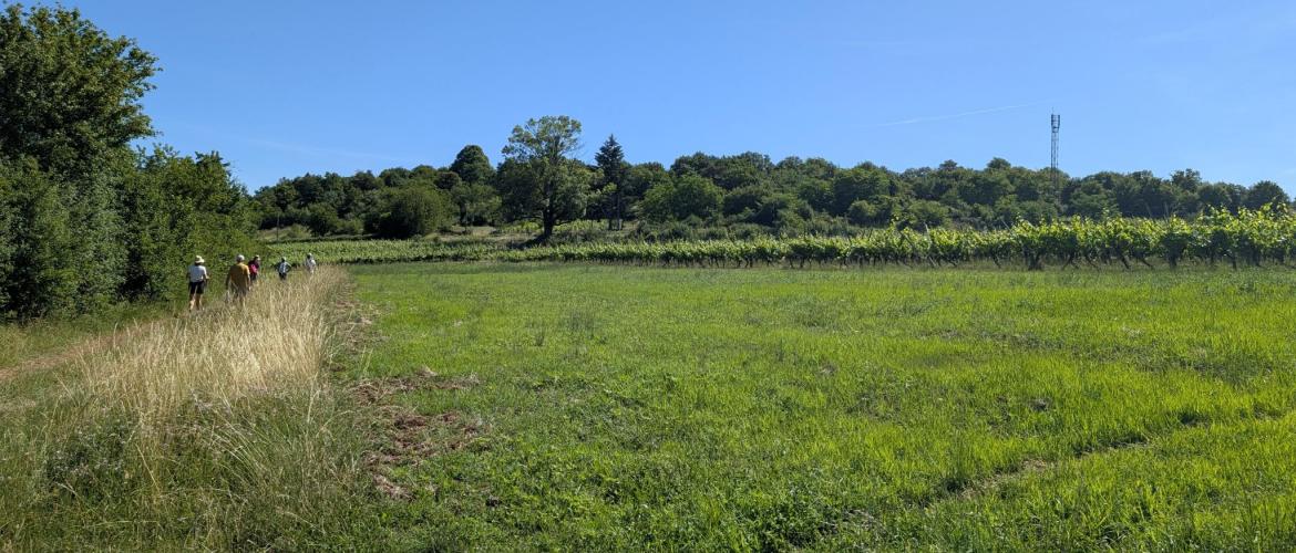 La formule ‘’marche gourmande’’, dans les Monts de Gy, a trouvé son public ! Crédit photo : Louise Dalmasso/CA70