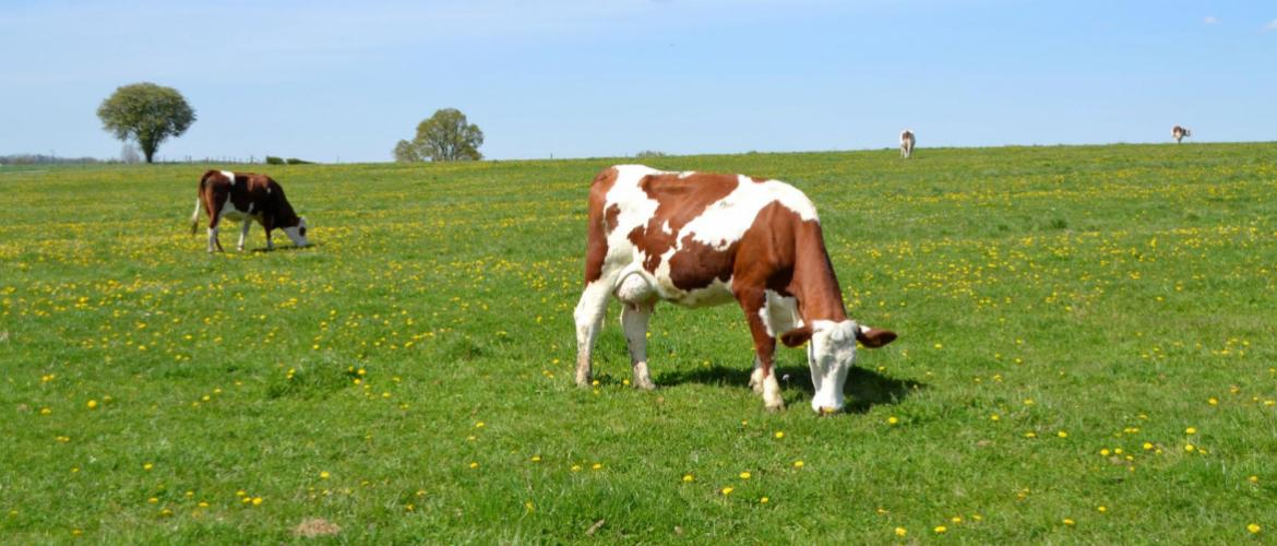 Le comportement des vaches au pâturage reste un sujet d'investigation scientifique.