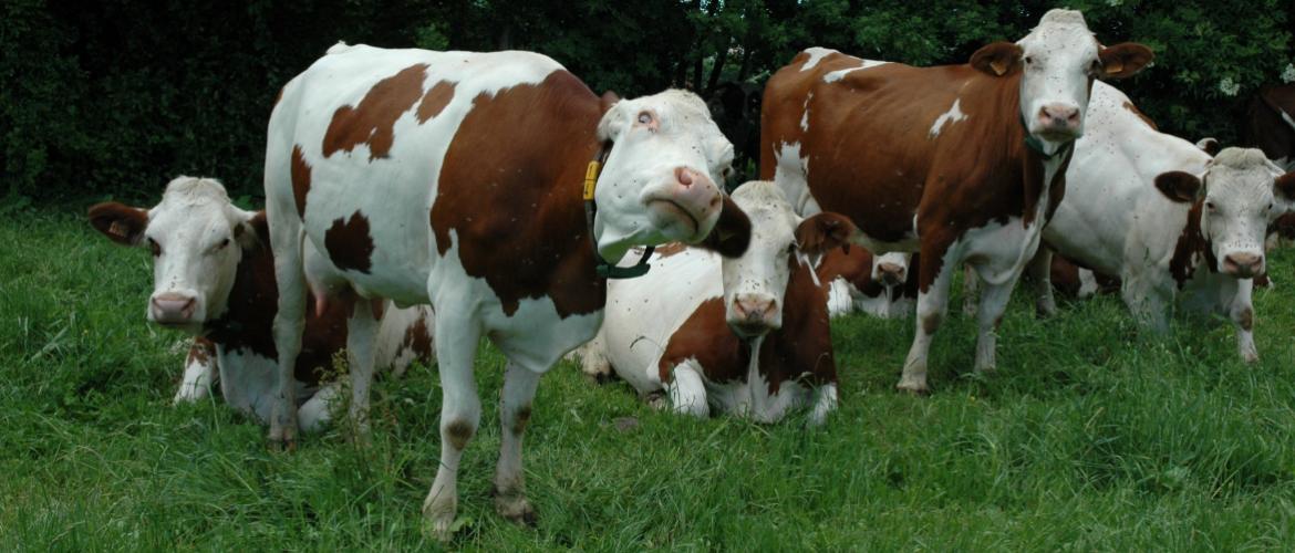 a conduite du troupeau est aussi facteur de résilience face aux bioagresseurs que sont les mouches : ration équilibrée, eau de qualité, couchage propre et confortable… sont autant d’éléments favorables. Crédit photo : AC