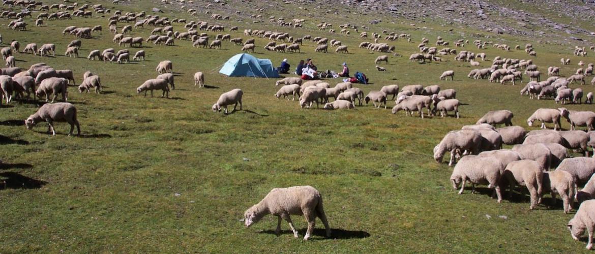 Une première détection de clavelée en Macédoine du Nord le 23/01/2026 ainsi que de nouveaux foyers en Grèce font craindre une extension de l’épizootie. Crédit photo : A.Coronel