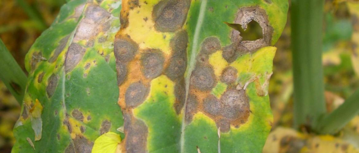 La mycosphaerella est une maladie émergente du feuillage du colza dans le Nord-Est. Crédit photo : Terres innovia.