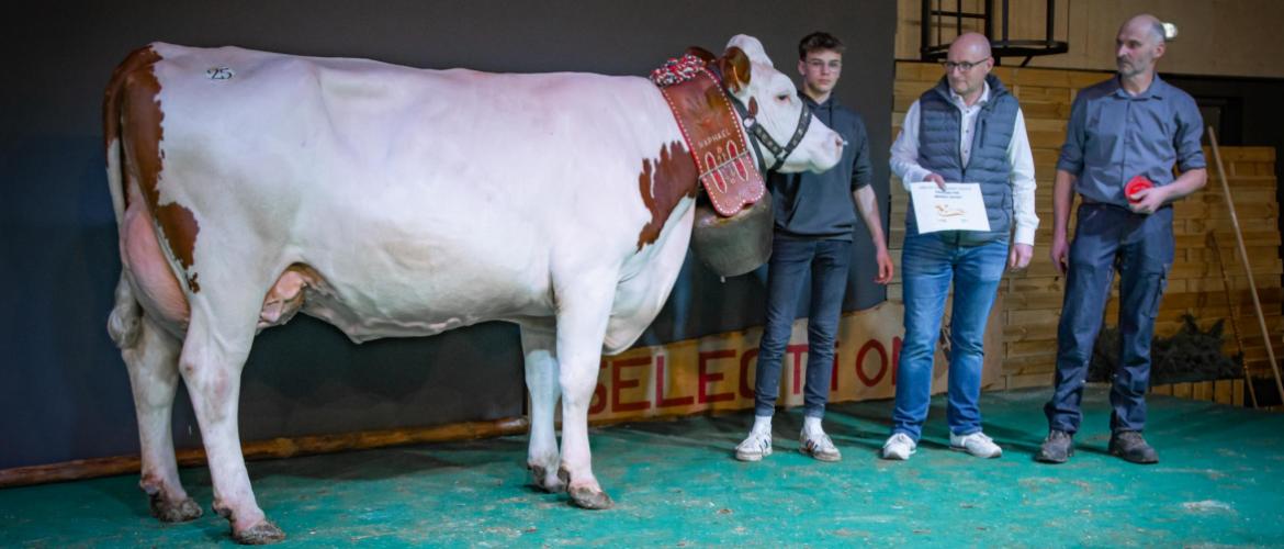 Nagaïka (JP006 MS sur Laser MS) au Gaec Vuez à Touillon et Loutelet, championne adulte de l’expo MS 2023 (7 583 kg en 2ème lactation) Crédit photo : Montbéliarde sélection